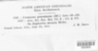 Uromyces proëminens image
